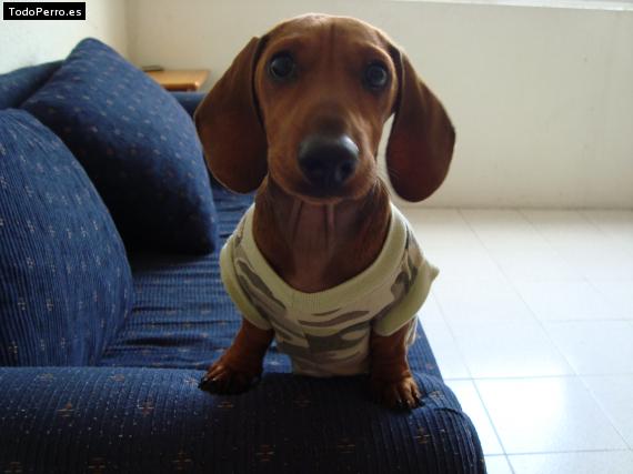 Foto del perro Choche