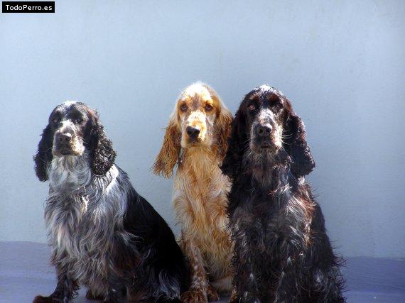 Foto del perro Yuly, elvis y elora