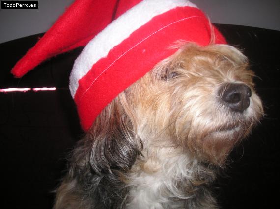 Foto del perro Chispita