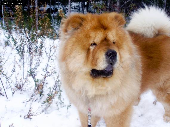 Foto del perro Buba