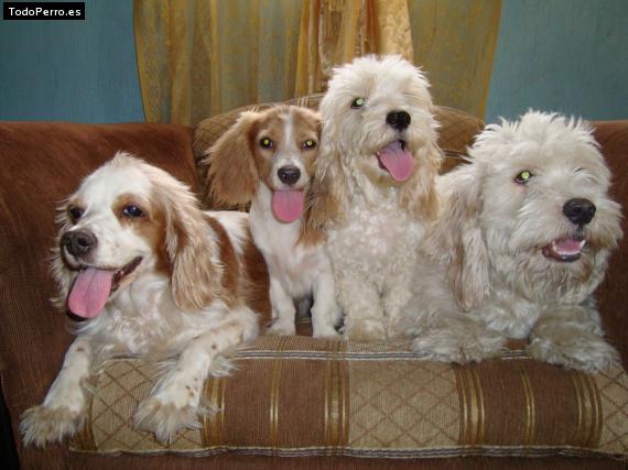 Foto del perro Pachita y oso