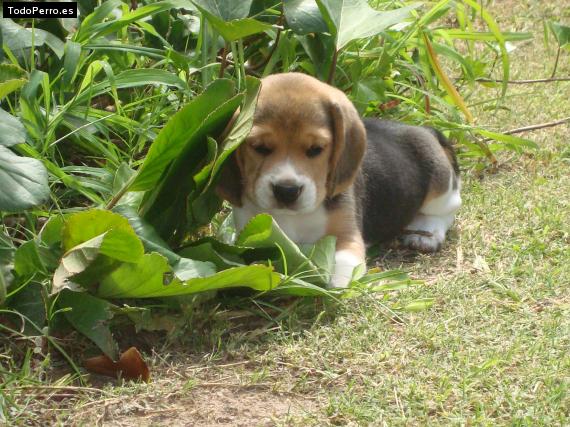 Foto del perro Simon