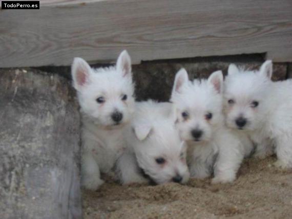 Foto del perro Rolla, nena ,sadi y locuas