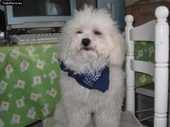 Foto del perro Cory
