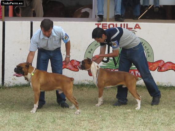 Foto del perro Pulque