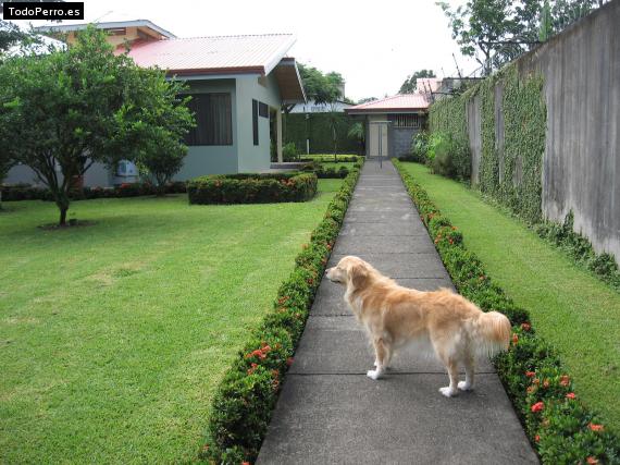 Foto del perro Dana