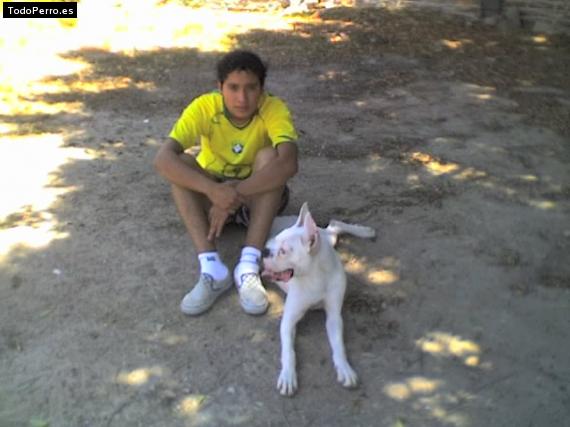 Foto del perro Terry