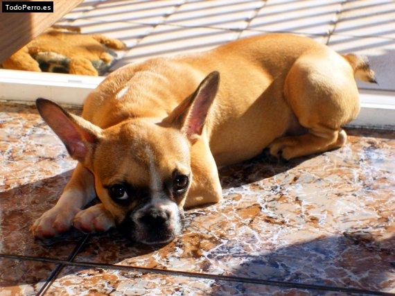 Foto del perro Noa