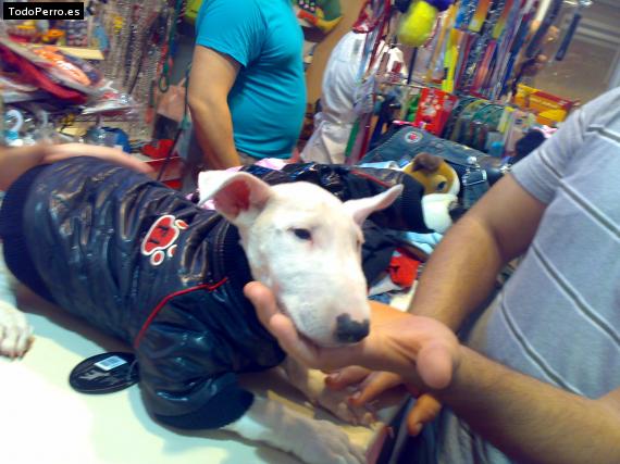 Foto del perro Tayson