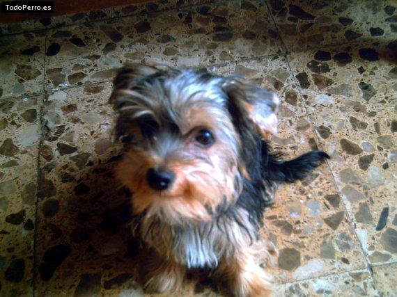 Foto del perro Chispa