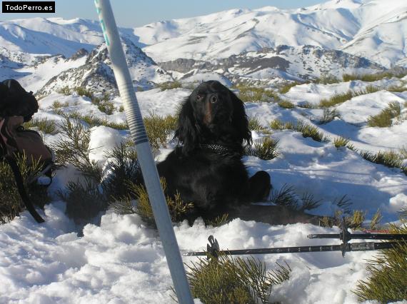 Foto del perro Meiga