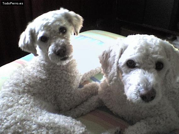 Foto del perro Gufy y max