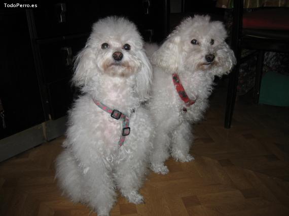 Foto del perro Dama y kira