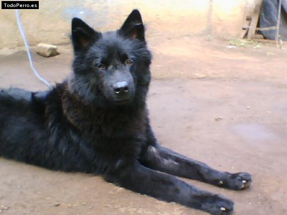 Foto del perro Peluche