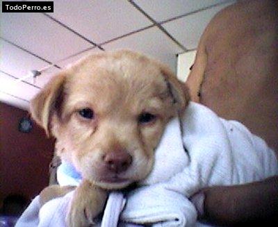 Foto del perro Munyequita