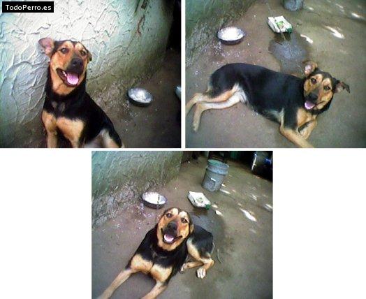 Foto del perro Negra