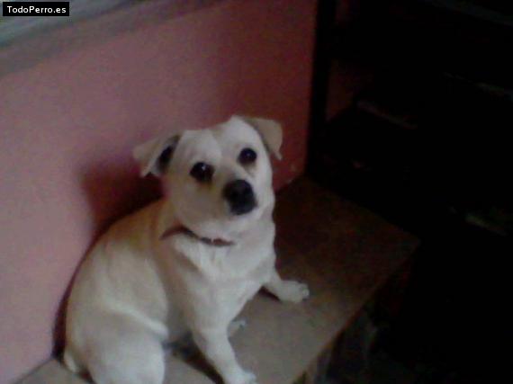 Foto del perro Enano