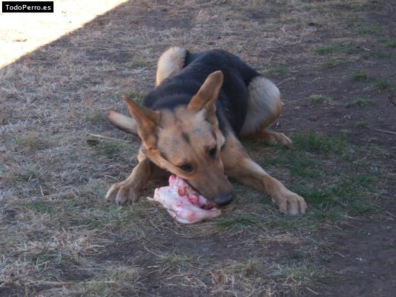 Foto del perro Nina