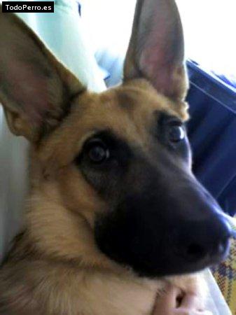 Foto del perro Byron