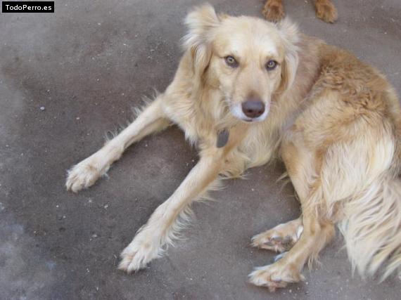 Foto del perro Merlin