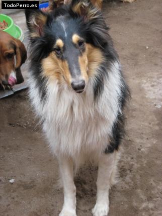 Foto del perro Lassie