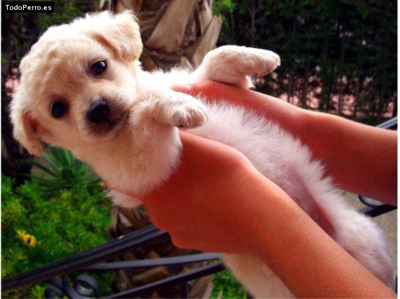 Foto del perro Nuka