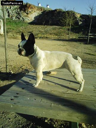 Foto del perro Candela