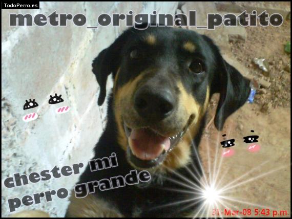 Foto del perro Chester