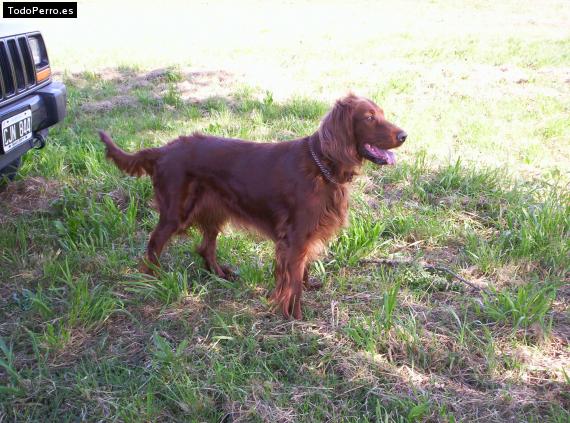 Foto del perro Canela