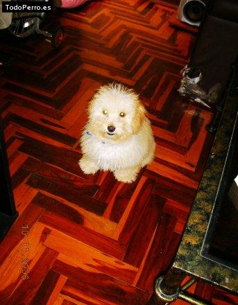 Foto del perro Miel
