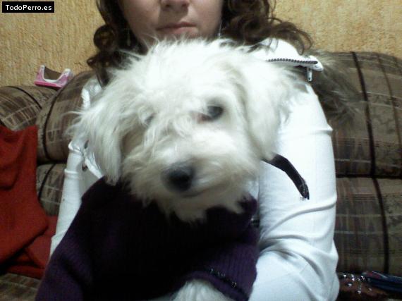 Foto del perro Coqueta