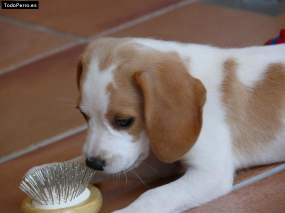 Foto del perro Chispa