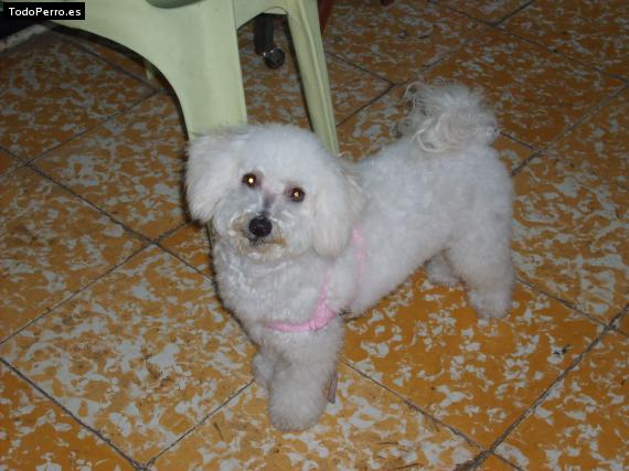 Foto del perro Sweety