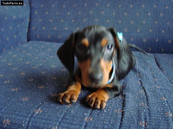 Foto del perro Irina