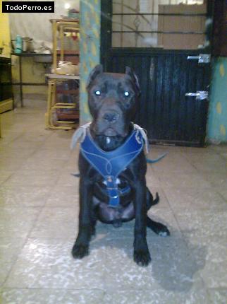 Foto del perro Blaky