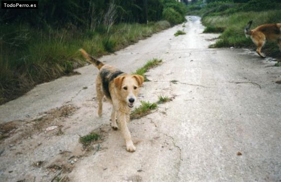 Foto del perro Lola