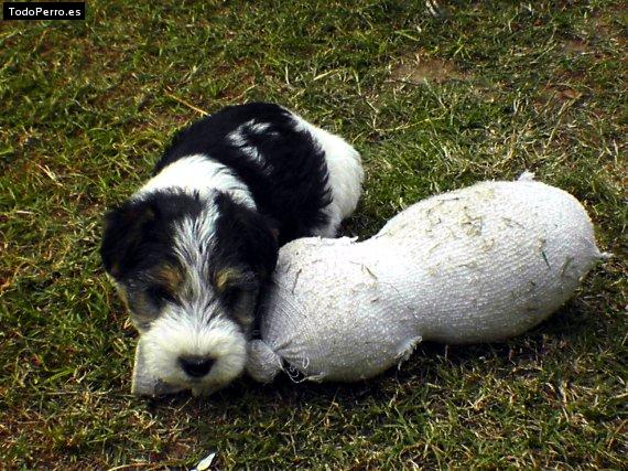 Foto del perro Luna