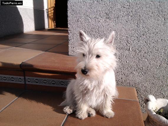 Foto del perro Lucky