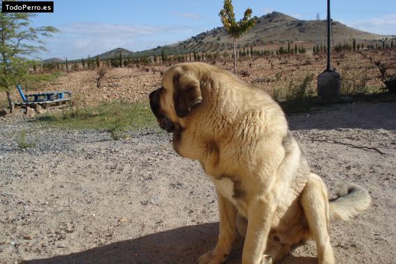 Foto del perro Goyito