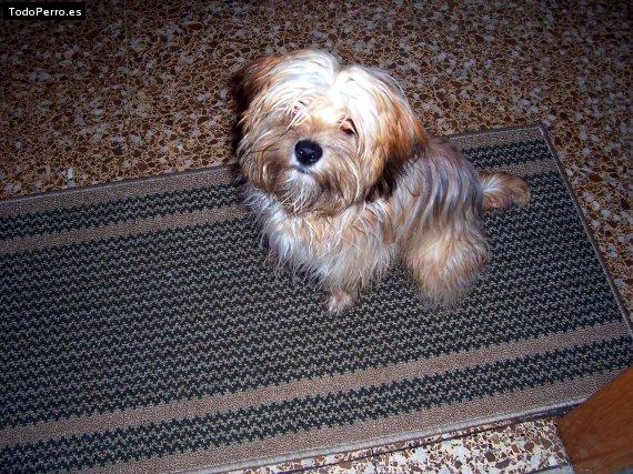 Foto del perro Bolita