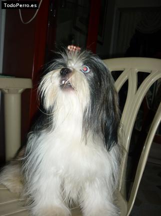 Foto del perro Joe devia