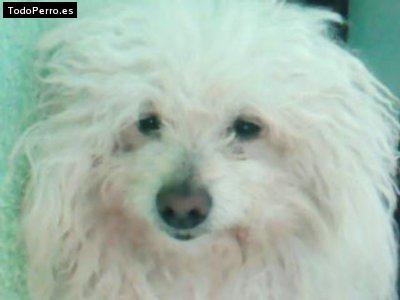Foto del perro Bobby