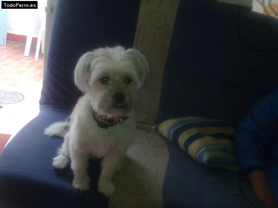 Foto del perro Chirips