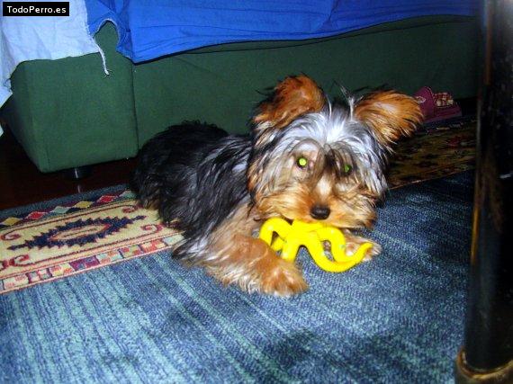 Foto del perro Izar