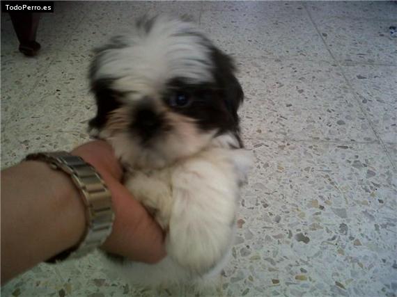 Foto del perro Rupert