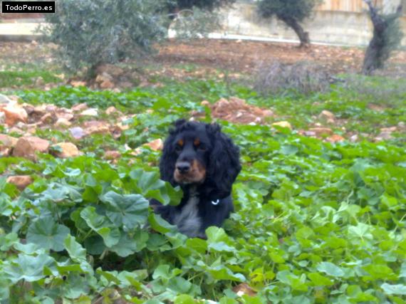 Foto del perro Rocco