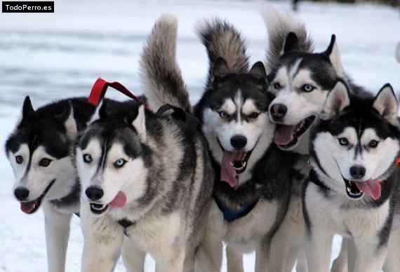 Foto del perro Sam, kitt, blaky