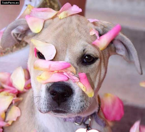 Foto del perro Coco