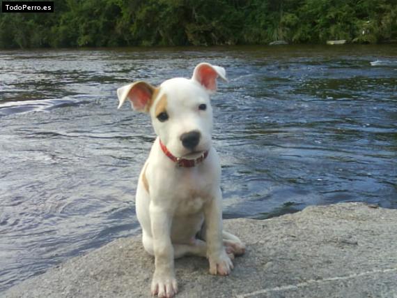 Foto del perro Tumbero