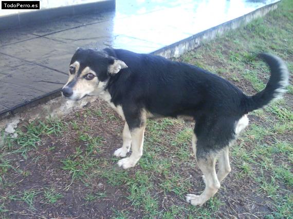 Foto del perro Bola